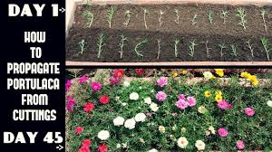 Discover hundreds of ways to save on your favorite products. How To Propagate Portulaca Moss Rose From Cuttings With Update Videos Youtube