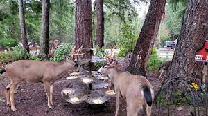 We did not find results for: Feeding Deer Deer Friendly