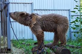 Okvidate de las preocupaciones balu el.libro de la semva. El Oso Se Divierte Chapoteando En El Bano Noticias Del Mundo En Espanol