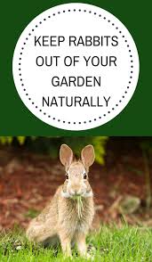 Blood meal is high in nitrogen. Pin On Montana Happy Blog