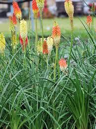 Image result for Kniphofia