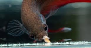A betta fish that exhibits any of these signs should always be isolated from any other fish if it is being kept in a community aquarium because a number if the affected fish is not treated in time they will die quickly but this death likely causes the fish to suffer a lot of pain. Do Bettas Know When To Stop Eating Diet Tips Overfeeding Family Pet Planet