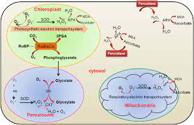 We did not find results for: Frontiers Oxidative Environment And Redox Homeostasis In Plants Dissecting Out Significant Contribution Of Major Cellular Organelles Environmental Science