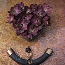 Image result for Nicolasia coronata