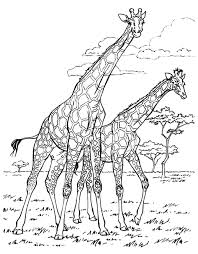 You can give the images to color from the lower level of difficultly and detail to the higher as their skills are increasing. Africa Giraffes Art Adult Coloring Pages