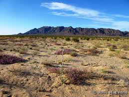 Image result for Dicoma arenaria