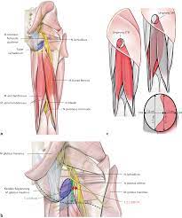 The three muscles are called the biceps femoris, the semimembranosus, and the semitendinosus. Figure 4 Minimal Invasive Endoskopische Rekonstruktion Der Proximalen Hamstring Insertion Springerlink