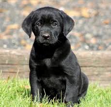 We did not find results for: Puppy Expressions Black Labrador Puppy Black Lab Puppies Labrador Puppy
