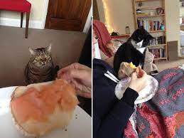 Cute Cats Food Stealing Cats Cat Art Artistic Vision