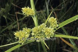 Image result for Cyperus sp. no. 1