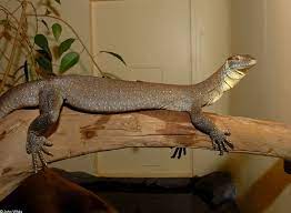 Varanus mertensi found along small streams and creeks in tropical northern australia. Varanus Mertensi Mertens Water Monitor Cute Reptiles Water Monitor Monitor Lizard
