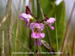 Image result for Eulophia cucullata
