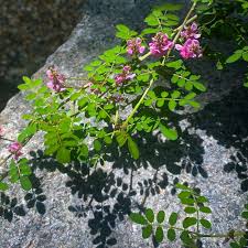 Image result for Indigofera schliebenii