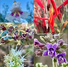 Image result for Commelina saxosa