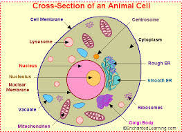 This is an online quiz called parts of an animal cell. Cell Analogy Text Images Music Video Glogster Edu Interactive Multimedia Posters