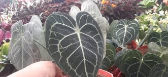Plants anthurium growers urban jungle succulents. Anthurium Clarinervium Lazada Ph