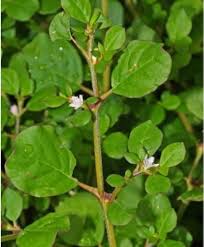 Image result for Trianthema