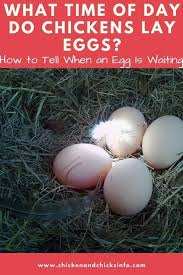 I read two articles about this. What Time Of Day Do Chickens Lay Eggs Science Backed Chicken Chicks Info