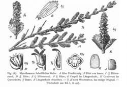 Image result for Myrothamnus flabellifolius