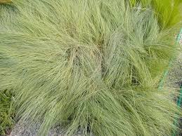 Image result for Eragrostis dinteri