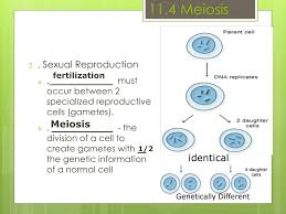 Present simple and present continuous past continuous worksheet 10 : Ppt Chapter 11 4 Meiosis Powerpoint Presentation Free Download Id 6783376