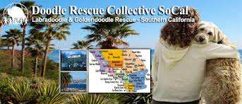 He was herding the fawn back to shore. Doodle Rescue Socal Labradoodle Goldendoodle Rescue Southern California Home Facebook
