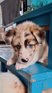 Whe have Kaia. She is a 5 month old (merle Color) pup. She is 75 % Border  collie and 25% Husky. Full of energy and very smart! Great with my horses.  Love