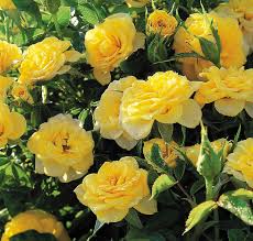 Cette liste correspond à celle proposée dans la revue « les amis des roses » des trois dernières années que nous vous conseillons de consulter. Rosa Jaune Rosier Miniature Miniature Rose Jardins Michel Corbeil