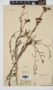 Image result for Denekia