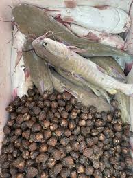 Atasi dengan enam cara ini, yuk! Ikan Belukang Laut