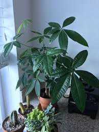 It's native to the swamps of south america and doesn't tolerate temperatures below 28 degrees fahrenheit, making it a common indoor plant. My Pachira Aquatica Money Tree Looking Healthy Houseplants