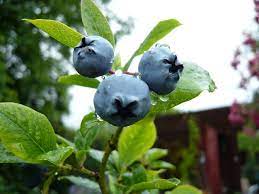 Select fruit plants that will do well in the southern mississippi soil and climate. Plant An Edible Forest In Your Yard Jackson Free Press Jackson Ms