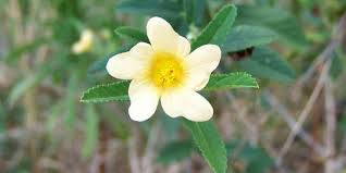 Seperti yang telah disebutkan sebelumnya dalam manfaat daun insulin dan efek sampingnya, daun insulin ini terkenal dengan manfaatnya untuk pengobatan. 5 Manfaat Daun Insulin Untuk Kesehatan Kenali Efek Sampingnya Merdeka Com