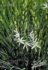 Image result for Anthericaceae