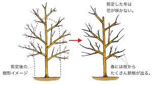 栽培管理 エゴノキの育て方 住友化学園芸