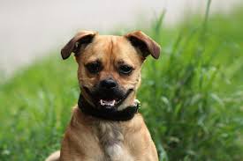 April einen kleinen gesunden rüden mutter chihuahua mischling und vater zwergspitz mischling er ist zärtlich aufgeweckt und intelligent und kann ab sofort in ein neues zuhause bei interesse. Donald Mops Chihuahua Mischling 5 Jahre 10 Monate Hunde Imtierheimweil Tierschutzverein Weil Am Rhein E V