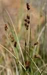 Image result for Schoenoplectus muriculatus