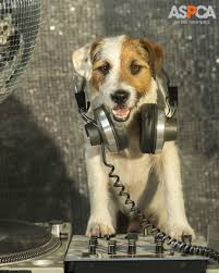 Celebrating Safely Ringing In The New Year With Your Pets Pet Holiday Pet Safety Dapper Dogs