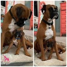 Reg'd has been breeding top we are a family owned and operated boxer breeding kennel located in north texas an hour and a half. North Texas Boxer Rescue On Twitter We Love These Photos Of Alumni Jax With His Puppy Friend They Are The Perfect Reason To Smile Today