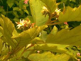 Image result for Solanum chrysotrichum