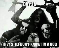 Husky Rock Band Lol 0 Really Funny Pictures Funny Memes Funny Pictures