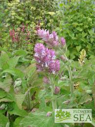 Image result for Salvia sclarea