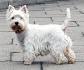West Highland White Terrier Dog Breed Information