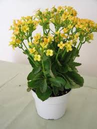 Yellow Kalanchoe Kalanchoe Blossfeldiana Succulents Yellow Flowers