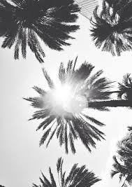 Black And White Palm Tree Pictures Kayla Kless Adli Kullanicinin Digs4 Panosundaki Pin Baski Resim Resim Instagram