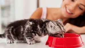 Anda boleh lihat sendiri makanan yang diberi langsung tidak dimakan. Bagaimana Untuk Mengajar Anak Kucing Untuk Makanan Kering 28 Gambar Apa Yang Perlu Dilakukan Jika Dia Tidak Makan Makanan Kenapa Anak Kucing Tidak Mahu Makan Makanan Kering