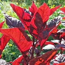 Leaves are often long and green but many. 3000 Amaranth Seeds Red Leaf Callaloo Chinese Spinach For Growing Or Sprouting Buy Online In Angola At Angola Desertcart Com Productid 90529525