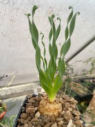 Image result for Ceropegia conrathii