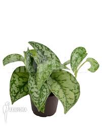 Cas confirmés, mortalité, guérisons, toutes les statistiques Araflora Exotic Flora More Scindapsus Silver Lady
