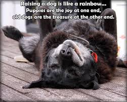 We did not find results for: Coping With The Loss Of Your Pet Archives Hounslowvets